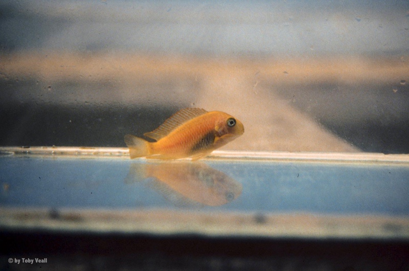 Tropheus moorii 'Kalambo Lodge' Kushangaza